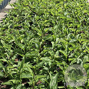 Echinacea p. 'Magnus' GM 2,0L