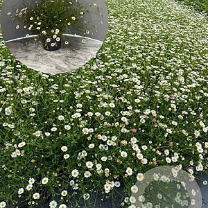 Erigeron karvinskianus GM 2,0L