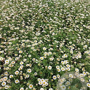 Erigeron karvinskianus GM 2,0L