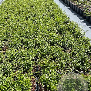 Erigeron karvinskianus GM 2,0L