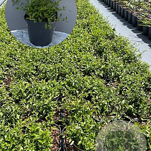 Erigeron karvinskianus GM 2,0L