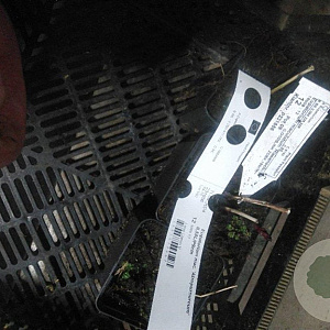 Eupatorium mac. 'Atropurpureum' GM P9