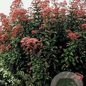 Eupatorium mac. 'Atropurpureum' GM P9