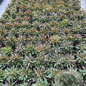 Euphorbia amygdal. 'Purpurea' GM 2,0L