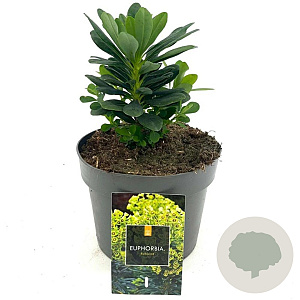 Euphorbia amygdal. robbiae GM 2,0L