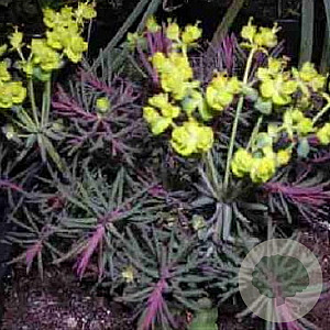 Euphorbia cyp. 'Clarice Howard' GM P9