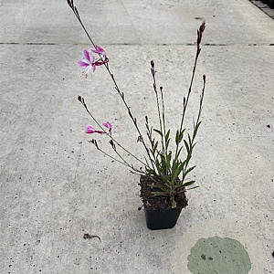 Gaura l. 'Siskiyou Pink' GM P9