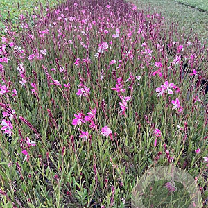 Gaura l. 'Siskiyou Pink' GM P9