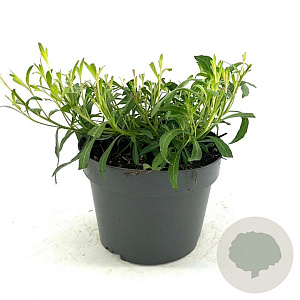 Gaura l. 'Whirling Butterflies' GM 2,0L