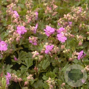 Geranium cant. 'Cambridge' GM P9