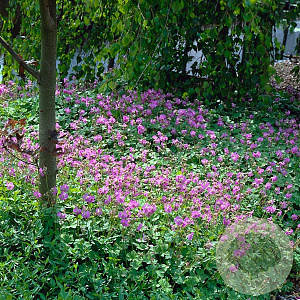 Geranium cant. 'Cambridge' GM P9