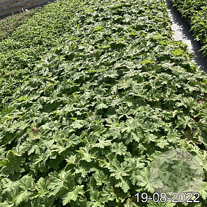 Geranium macr. 'Bevan's Variety' GM 2,0L