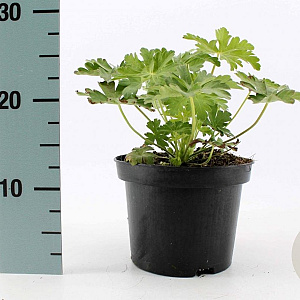 Geranium macr. 'Spessart' GM 2,0L