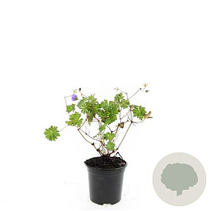 Geranium Rozanne GM 1.5