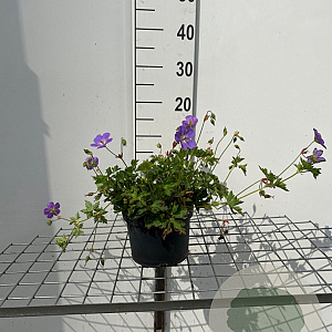 Geranium Rozanne GM 2,0L