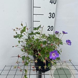 Geranium Rozanne GM 2,0L