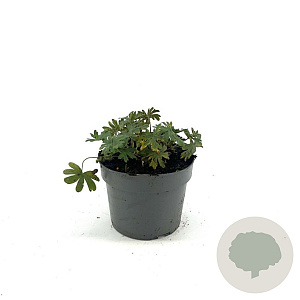 Geranium sang. 'Album' GM 2,0L