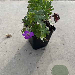 Geranium 'Tiny Monster' GM P9