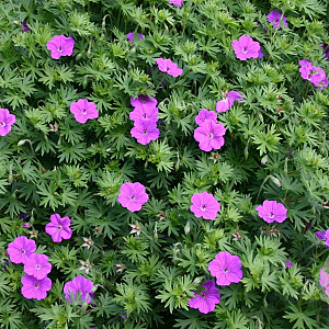Geranium 'Tiny Monster' GM P9
