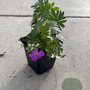 Geranium 'Tiny Monster' GM P9