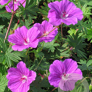 Geranium 'Tiny Monster' GM P9