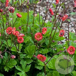 Geum rivale 'Flames of Passion' GM P9