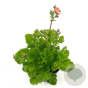 Geum rivale 'Mai Tai' GM 2,0L