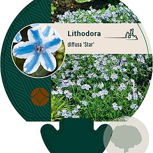 Lithodora d. 'Star' GM P9