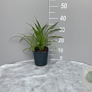 Hemerocallis 'Sammy Russell' GM 2,0L