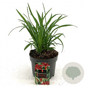 Hemerocallis 'Sammy Russell' GM 2,0L