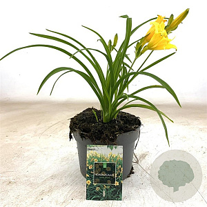 Hemerocallis 'Stella de Oro' GM 2,0L