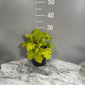 Heuchera 'Lime Marmalade' GM 2,0L