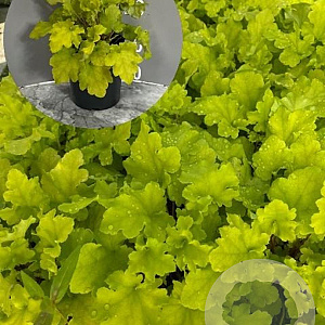 Heuchera 'Lime Marmalade' GM 2,0L