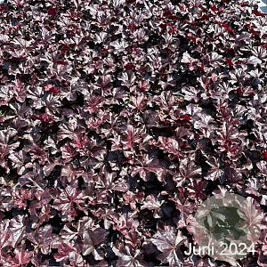 Heuchera 'Obsidian' GM 2,0L