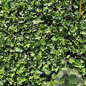 Heuchera sang. 'Leuchtkäfer' GM 2,0L