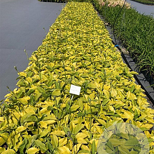Hosta 'August Moon' GM 2,0L