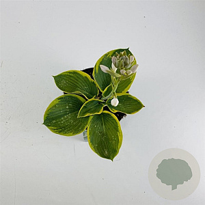 Hosta 'Frances Williams' GM 2,0L