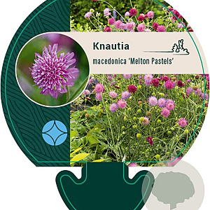 Knautia m. 'Melton Pastels' GM P9
