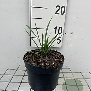 Liriope muscari 'Ingwersen' GM 2,0L