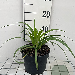 Liriope muscari 'Monroe White' GM 2,0L