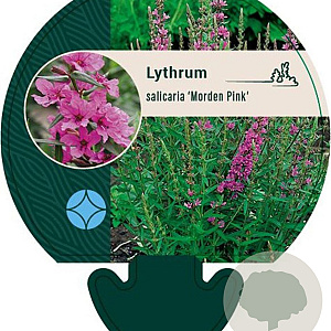 Lythrum sal. 'Morden Pink' GM P9
