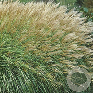 Miscanthus sin. 'Adagio' GM P9