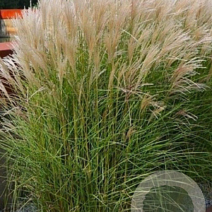 Miscanthus sin. 'Adagio' GM P9