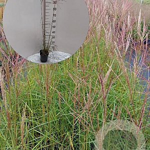 Miscanthus sin. 'Ferner Osten' GM 2,0L