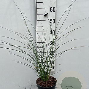 Miscanthus sin. 'Gracillimus' GM 2,0L
