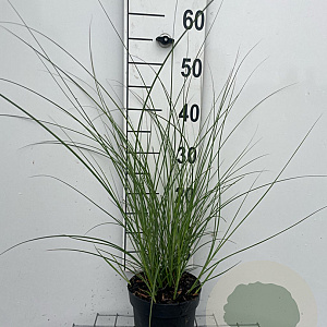 Miscanthus sin. 'Kleine Fontäne' GM 2,0L