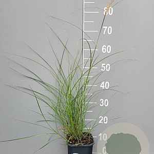 Miscanthus sin. 'Kleine Silbersp.' GM 2,0L