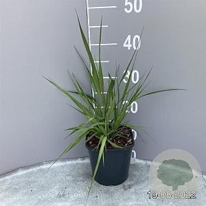 Molinia arundinacea GM 2,0L
