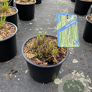 Molinia caerulea 'Heidebraut' GM C3