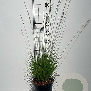 Molinia caerulea 'Heidebraut' GM C5